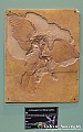 VBS_0962 - Dinosauri. Terra dei giganti